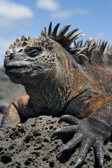 Marine iguana on the stone. Close-up. Galapagos Islands.