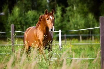 Gordijnen Rode paard loopt draf op de achtergrond van de natuur © Viktoria Makarova