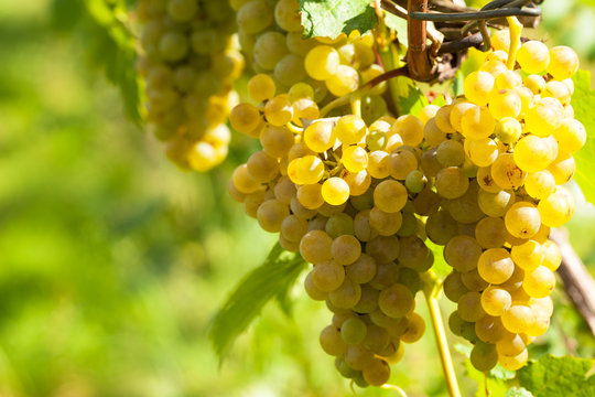 White, yellow grapes in vineyard
