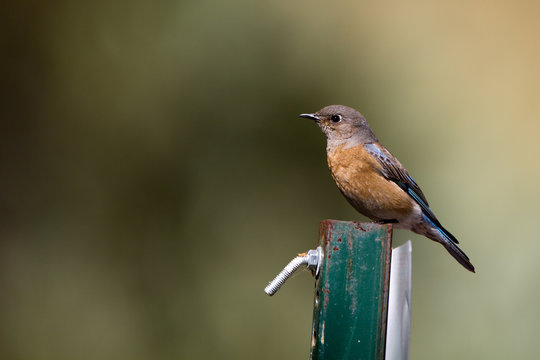 Female Western Bluebird on a sign post in Bonelli Regional Park near Los Angeles