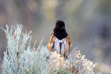 Spotted Towhee in a native Chamisa bush in Santa Fe, New Mexico