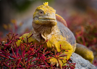 The land iguana sits amid the cactus. Galapagos Islands.