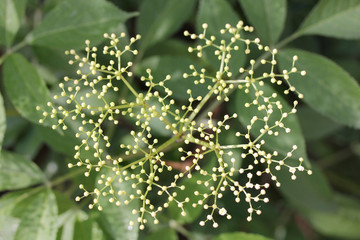 Holunder  Elderberry    (Sambucus)