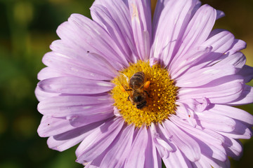 Bl&uuml;hende Aster, Biene, Insekt