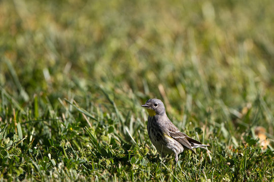 Audubon's sub-species of the Yellow-rumped Warbler female in spring
