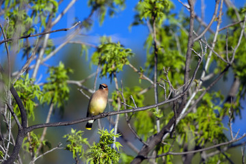 Cedar Waxwing in Patagonia, Arizona, in spring