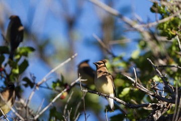 Cedar Waxwing in Patagonia, Arizona, in spring