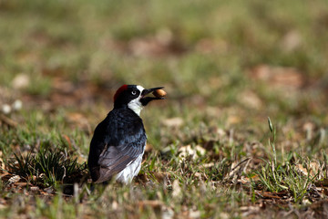 Male Acorn Woodpecker holds an acorn on a lawn in Patagonia, Arizona