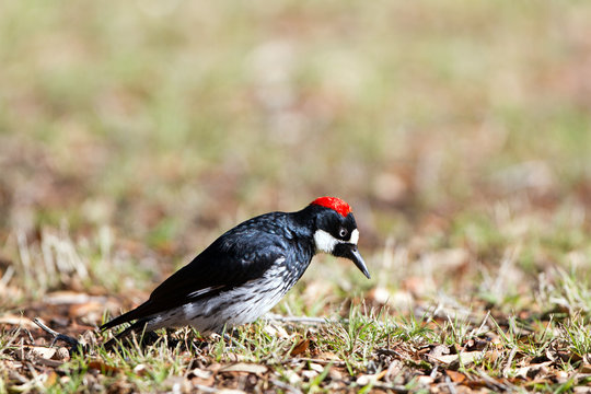 Male Acorn Woodpecker hunts food on the ground in Patagonia, Arizona 