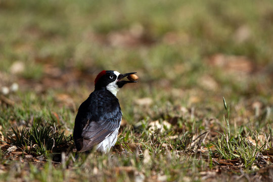 Male Acorn Woodpecker holds an acorn on a lawn in Patagonia, Arizona