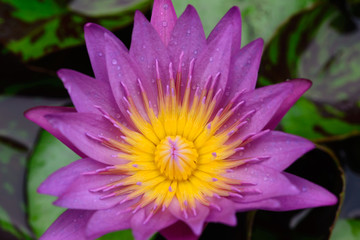 Pink Lotus flower