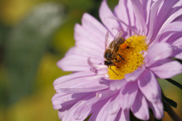 Blühende Aster, Biene, Insekt