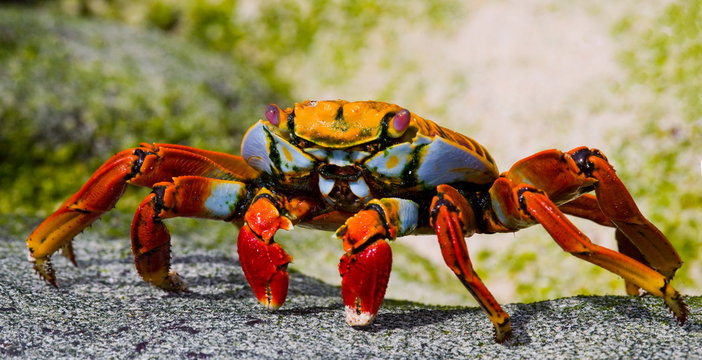 Red crab on the rock. Unusual angle. Galapagos Islands.
