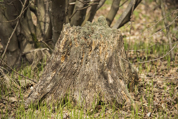 Stump with moss in the forest