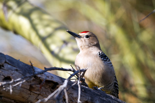 Male Gila Woodpecker and a Palo Verde tree in Arizona's Sonoran Desert