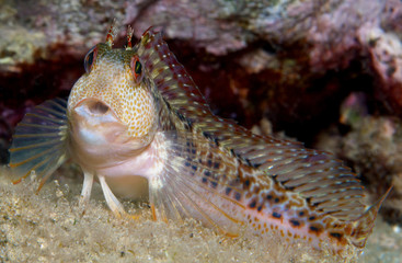 blenny surprised by my presence