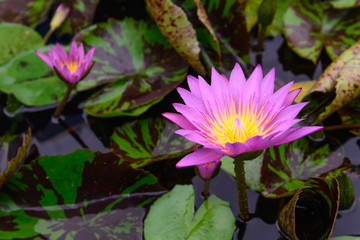Pink Lotus flower, lotus in nature