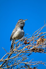 Cactus Wren male sings in spring to defend his territory in Arizona's Sonoran Desert
