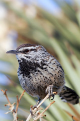 Cactus Wren closeup in Arizona's Sonoran Desert