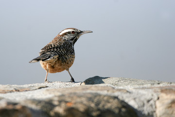 Cactus Wren on a rock at dawn in Arizona's Sonoran Desert