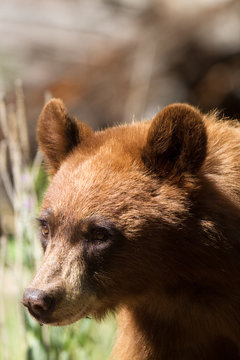 American Black Bear in Western cinnamon coat in New Mexico's Sangre de Cristo Mountains