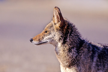 Coyote in morning light in Saguaro National Park