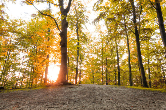 Golden forest with sun rays at fall season. can be used for autumn, fall, forest, sunset, sunrise, sun, tree, environment, outdoors themes