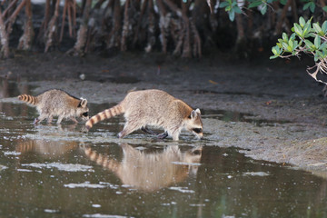 Mother Raccoon and baby in Everglades National Park, with reflections © Martha Marks