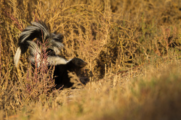Striped Skunk in a field at Bosque del Apache National Wildlife Refuge