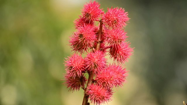 Rizinus, Ricinus communis, Samenkapseln