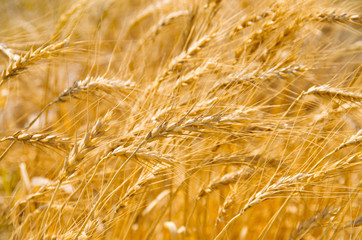 Wheat Field
