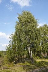 Lüneburger Heide - Birke in der Landschaft