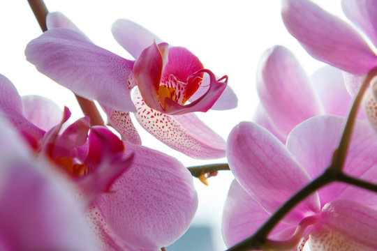 Fototapeta Beautiful orchid flower