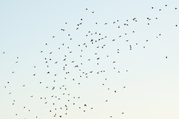 Silhouettes d& 39 oiseaux dans le ciel