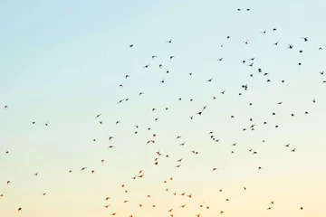 Sierkussen Silhouetten van vogels in de lucht © blackday