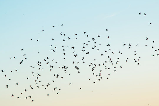 Silhouettes of birds in the sky