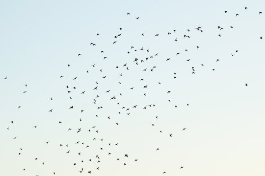 Silhouettes of birds in the sky