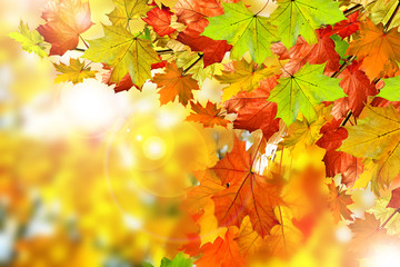 Fototapeta na wymiar Autumn foliage.