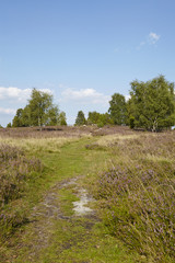 Lüneburger Heide - Landschaft