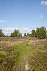 Lüneburger Heide - Landschaft