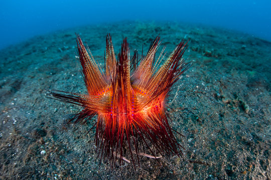 Venomous Fire Urchin