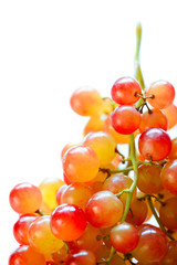 Bunch of beautiful grapes on the stem, isolated against white.