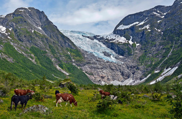 Glacier behind cows