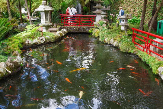 Lake with Koi fish in Tropical Garden Monte Palace. Funchal, Madeira, Portugal