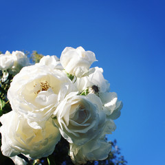 White autumn roses with copy space for text. Retro filter. Flowers. Blooming roses bunched together. Vintage photo.