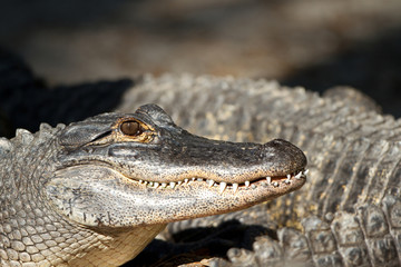 American Alligator closeup profile in evening light

