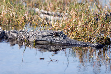 American Alligator in a marsh on the Gulf Coast