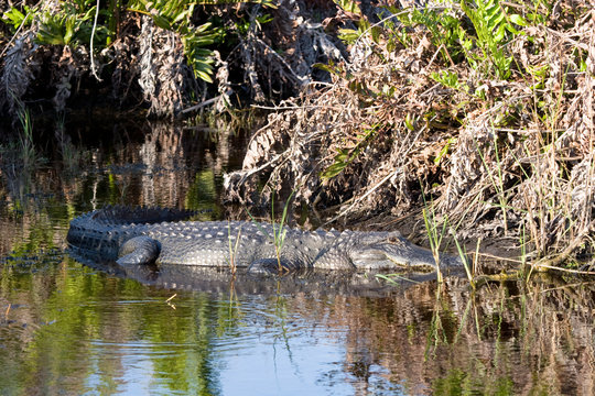 American Alligator relaxes in Ding Darling National Wildlife Refuge