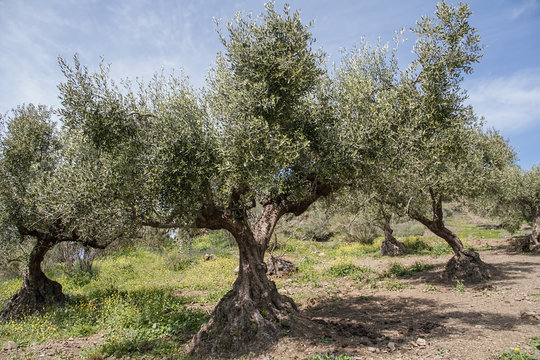 tierra de olivos en Andalucía