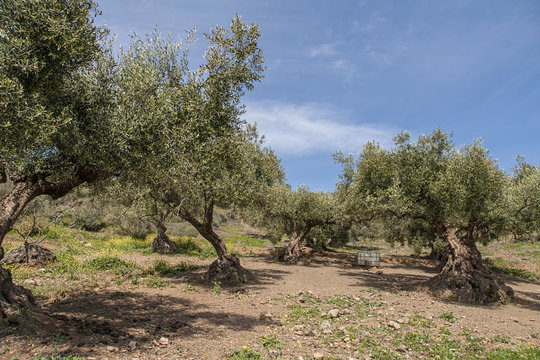 tierra de olivos en Andalucía